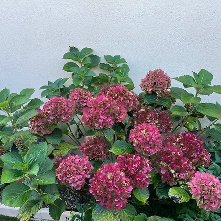 Les Hortensias 3*